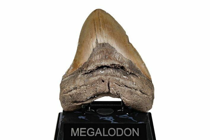 Serrated, Fossil Megalodon Tooth - North Carolina #201931